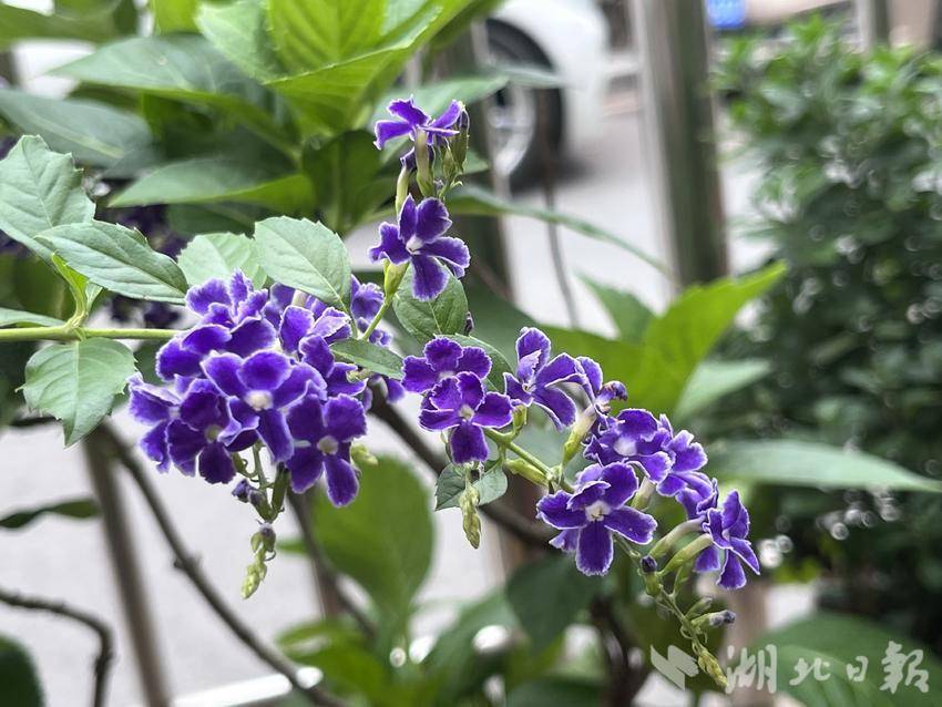 大红鹰平台登